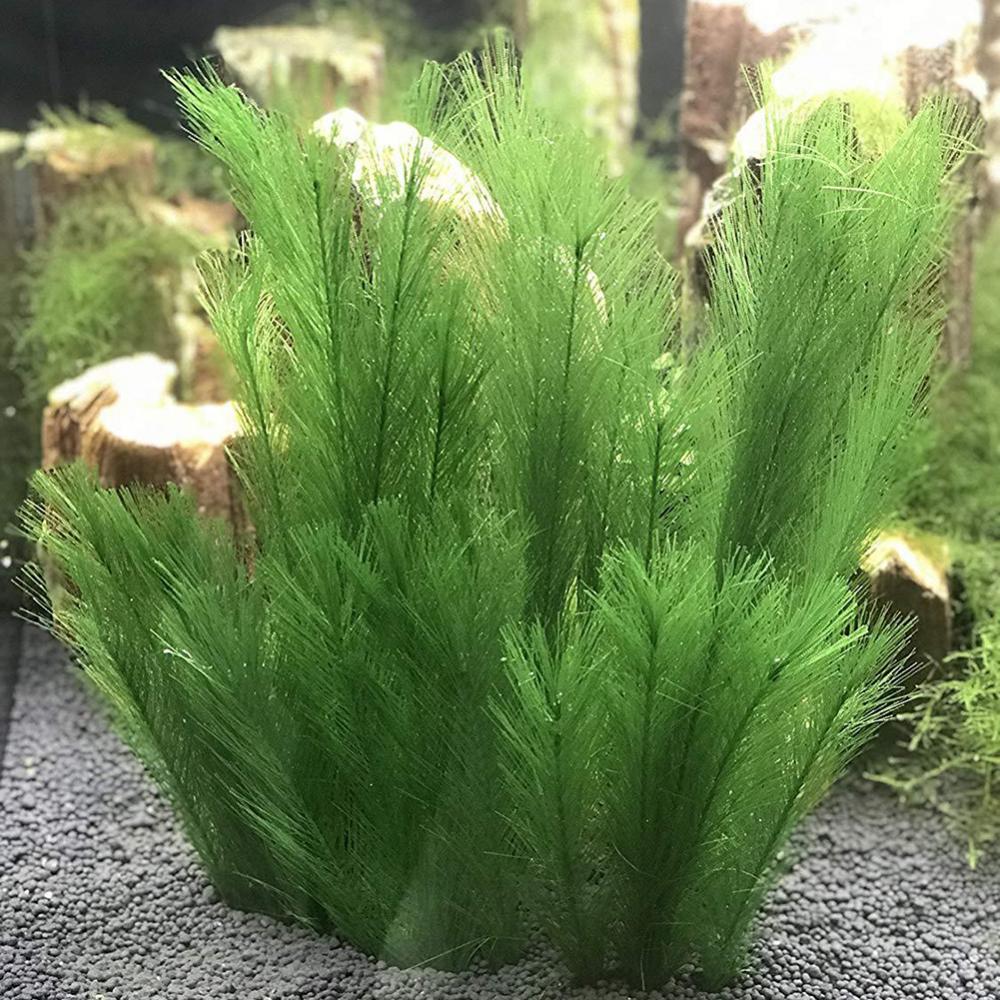 Live Plant Aquarium - 1/3 pièces 28/40cm Aquarium Aquarium artificiel