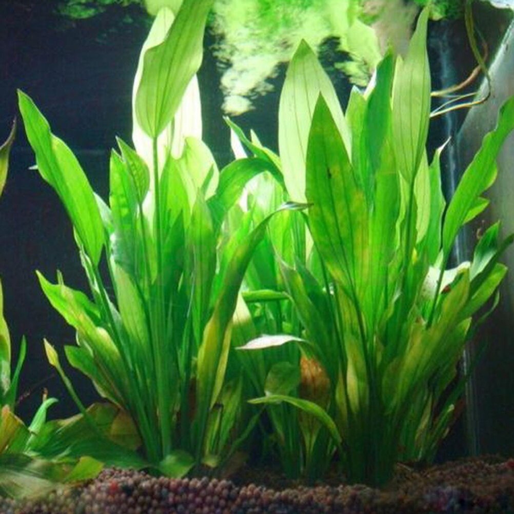 Live Plant Aquarium - Plantes artificielles décoratives pour aquarium, ornement