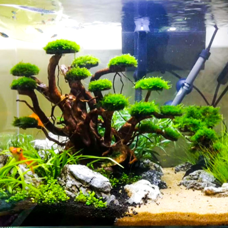 Aquarium Moss - Décoration aquascaping : Ornement en bois