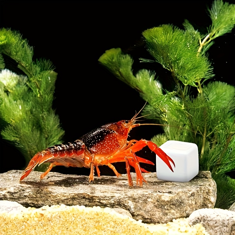 Aquarium Moss - 6 Blocs de Calcium pour Aquarium,