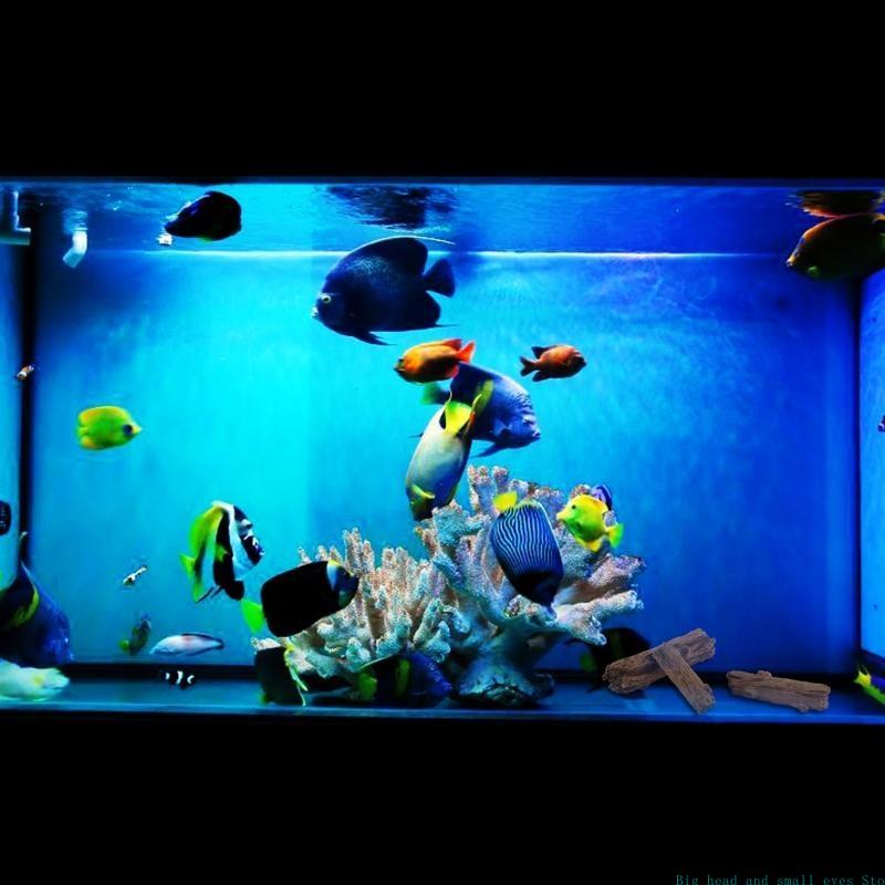 Décoration d'aquarium, tronçon - Aquarium Moss avis et prix