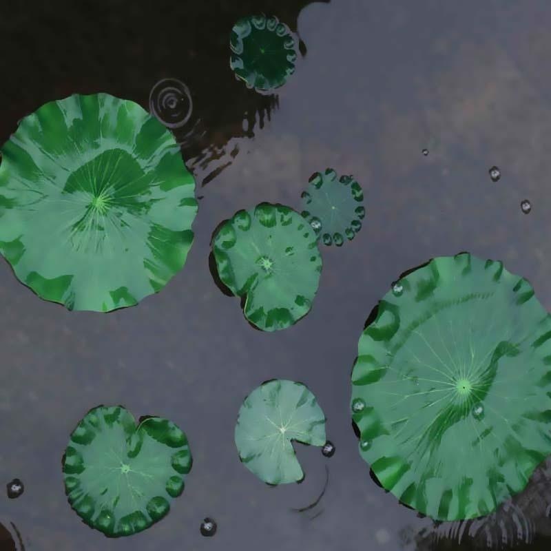 Nouvelles feuilles de lotus ar - Aquarium Plant Substrate avis et prix