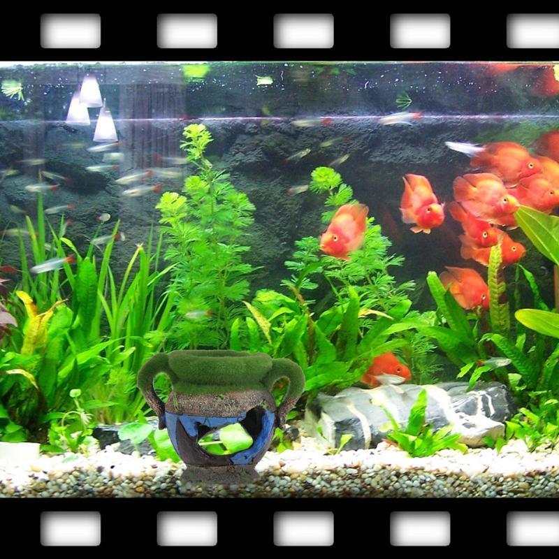 Vase en résine avec mousse, ac - Aquarium Moss avis et prix