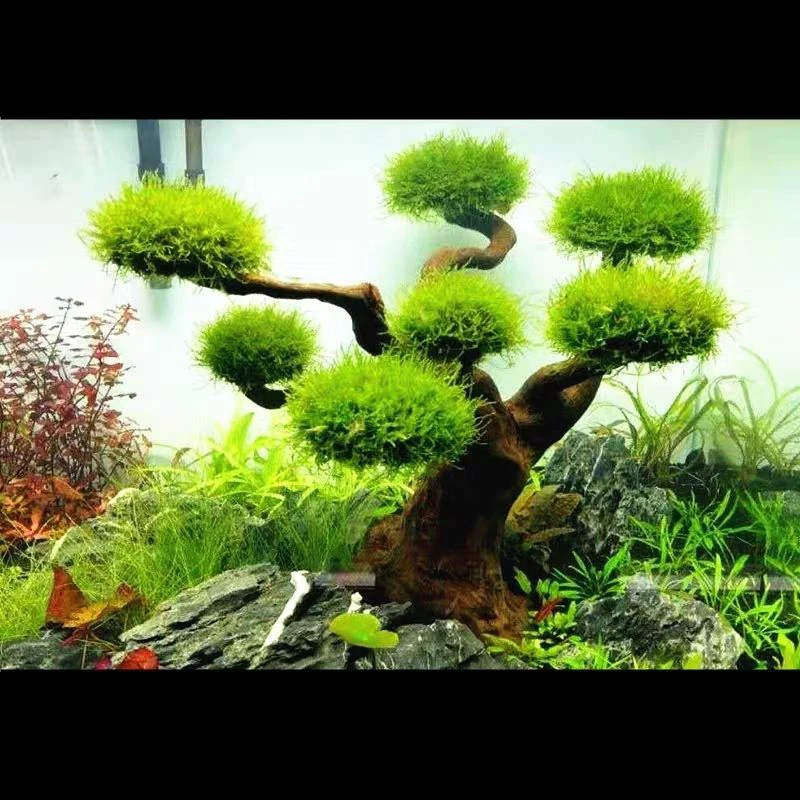 Décoration en bois flotté pour - Aquarium Moss avis et prix