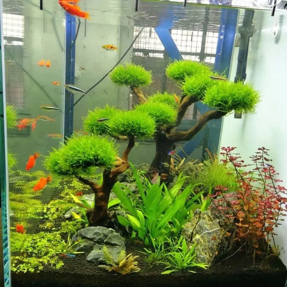 Décoration en bois flotté pour - Aquarium Moss avis et prix